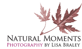 Natural Moments Photography by Lisa Braley